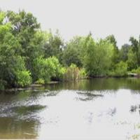 pond