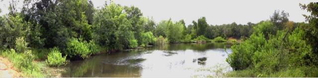 pond