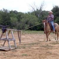 Horse Training