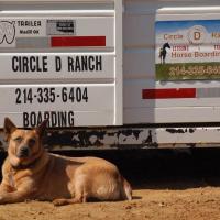 Nipper in front of Circle D Ranch horse trailer